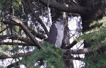 オオタカ 和田堀公園 2023年3月2日(木)