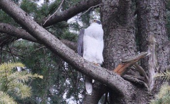 2023年3月2日(木) 和田堀公園の野鳥観察記録