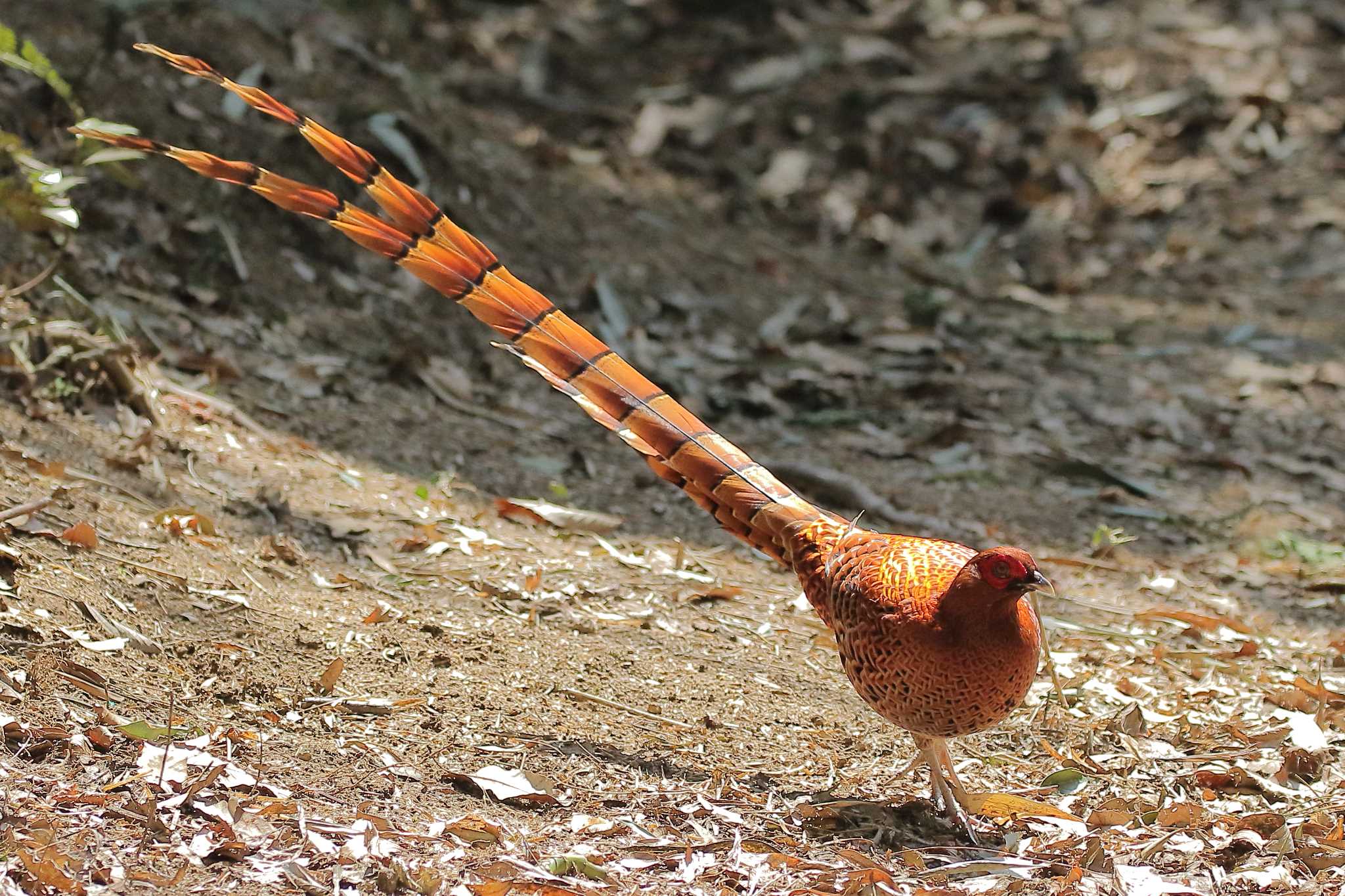 Photo of Copper Pheasant at  by じん