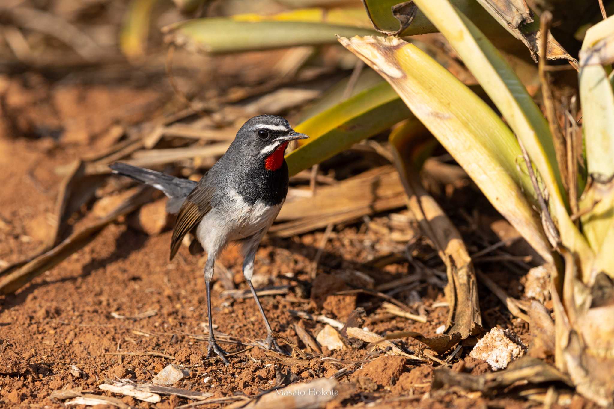 Photo of Chinese Rubythroat at Nong Bong Khai Non-hunting Area by Trio