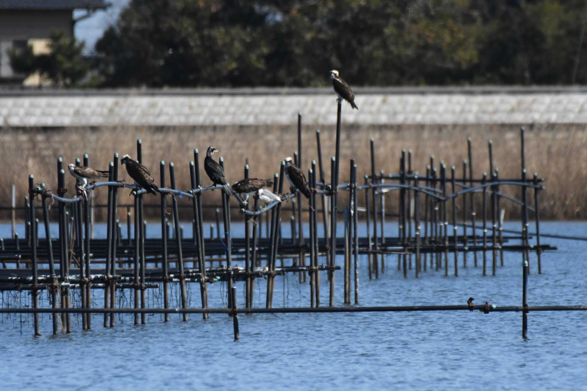 Great Cormorant