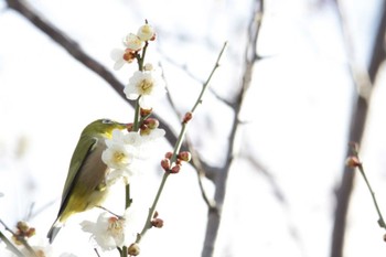 2023年3月5日(日) 高槻城公園の野鳥観察記録