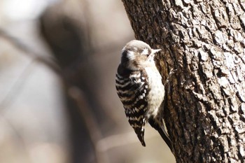 Japanese Pygmy Woodpecker 東京都 Sun, 2/26/2023