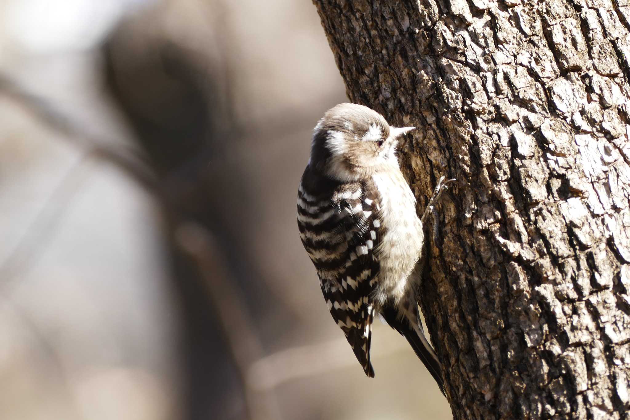 Photo of Japanese Pygmy Woodpecker at 東京都 by アカウント5509