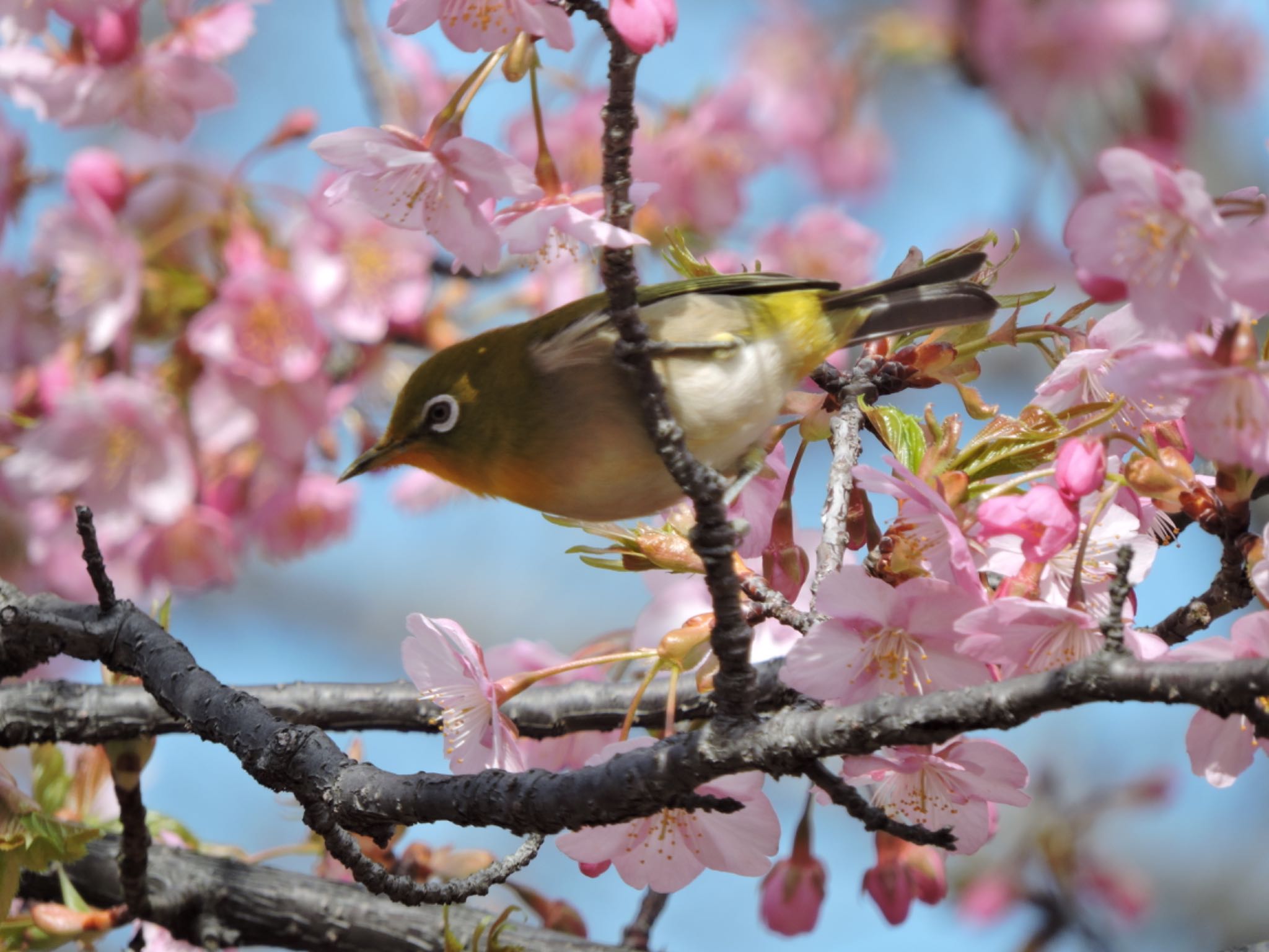 Warbling White-eye