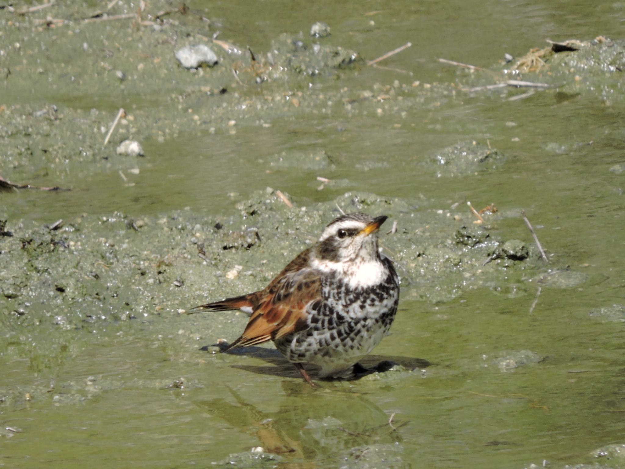 Dusky Thrush