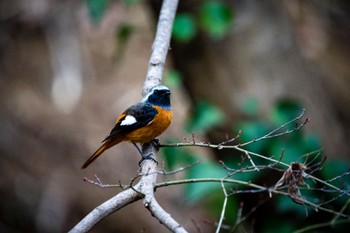 2023年3月5日(日) 薬師池公園の野鳥観察記録