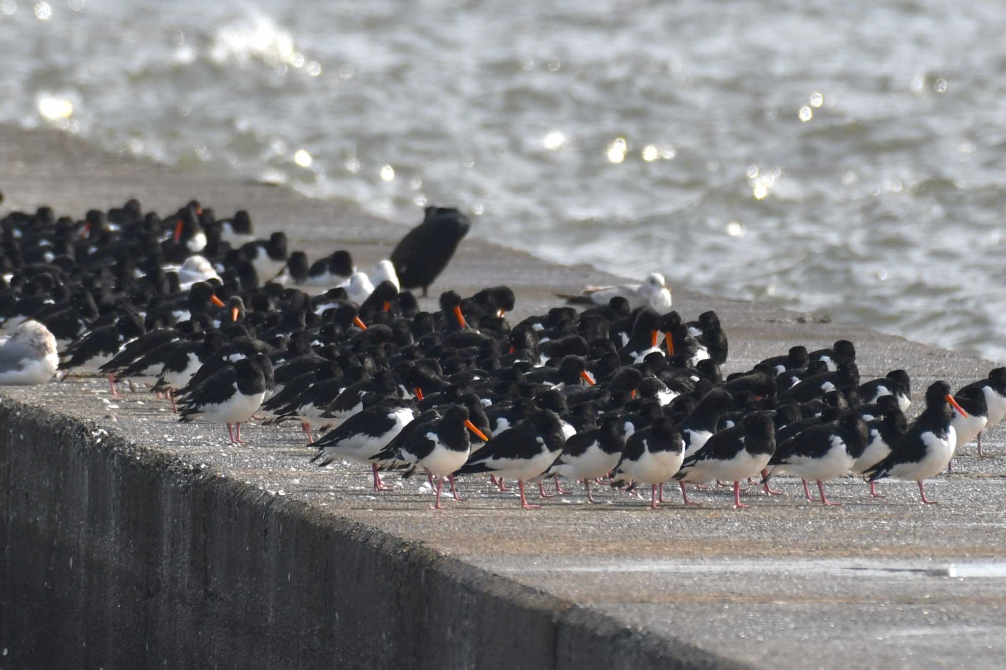 ふなばし三番瀬海浜公園 ミヤコドリの写真 by Semal