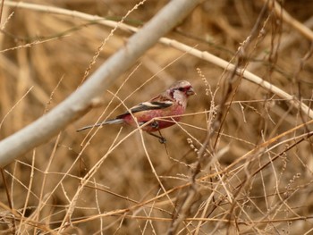 Siberian Long-tailed Rosefinch Akigase Park Sun, 3/5/2023