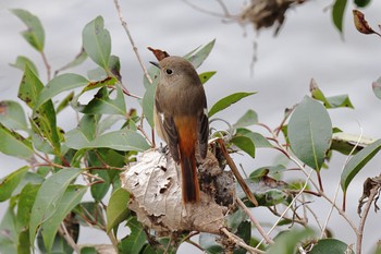 Daurian Redstart 横浜市内河川 Sun, 3/5/2023