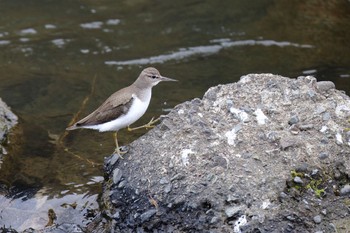 Common Sandpiper 横浜市内河川 Sun, 3/5/2023