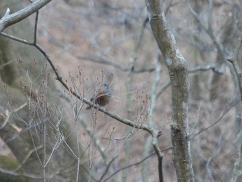 Sun, 3/5/2023 Birding report at 安中市