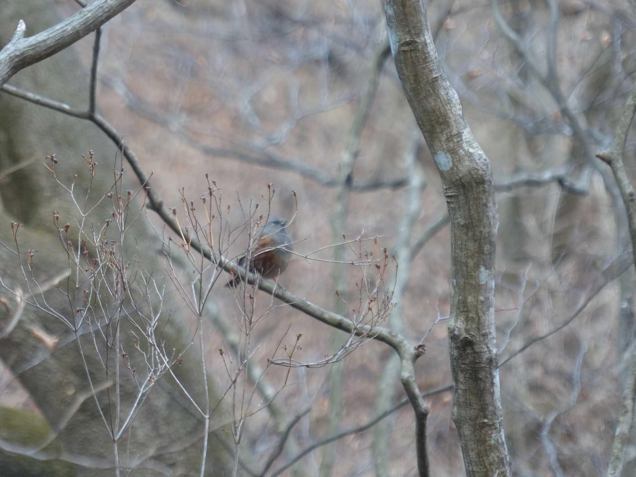 Photo of Alpine Accentor at 安中市 by mashiko