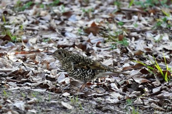 2023年3月5日(日) 大阪の野鳥観察記録