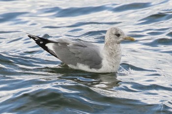 Common Gull Unknown Spots Unknown Date