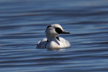 Smew Shin-yokohama Park Sun, 2/26/2023