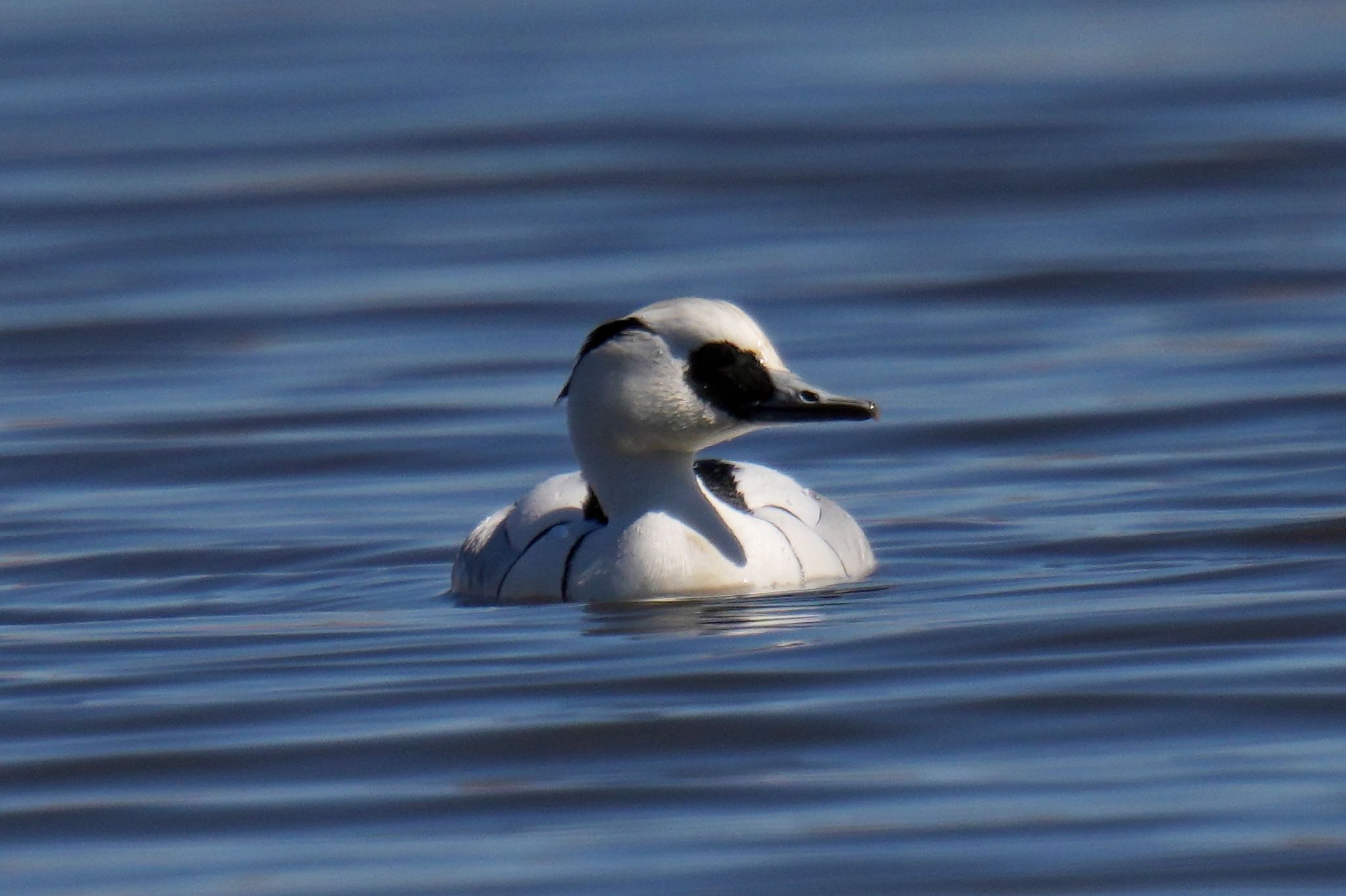 Photo of Smew at Shin-yokohama Park by アポちん