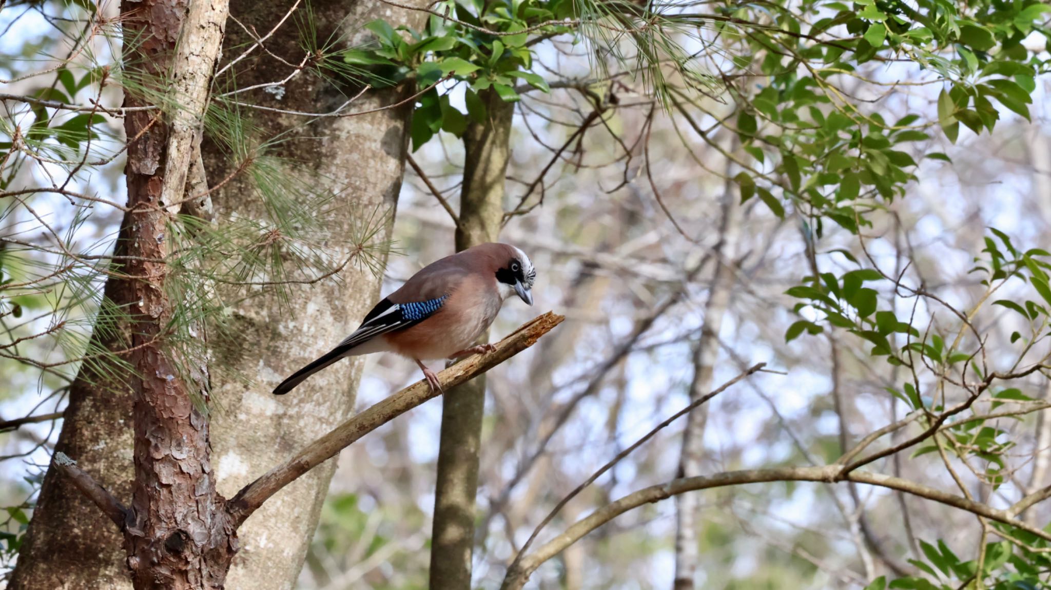 Photo of Eurasian Jay at Arima Fuji Park by 洗濯バサミ