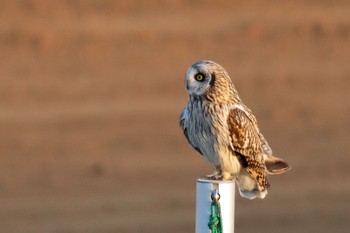 Short-eared Owl 江戸川(三郷) Thu, 2/23/2023