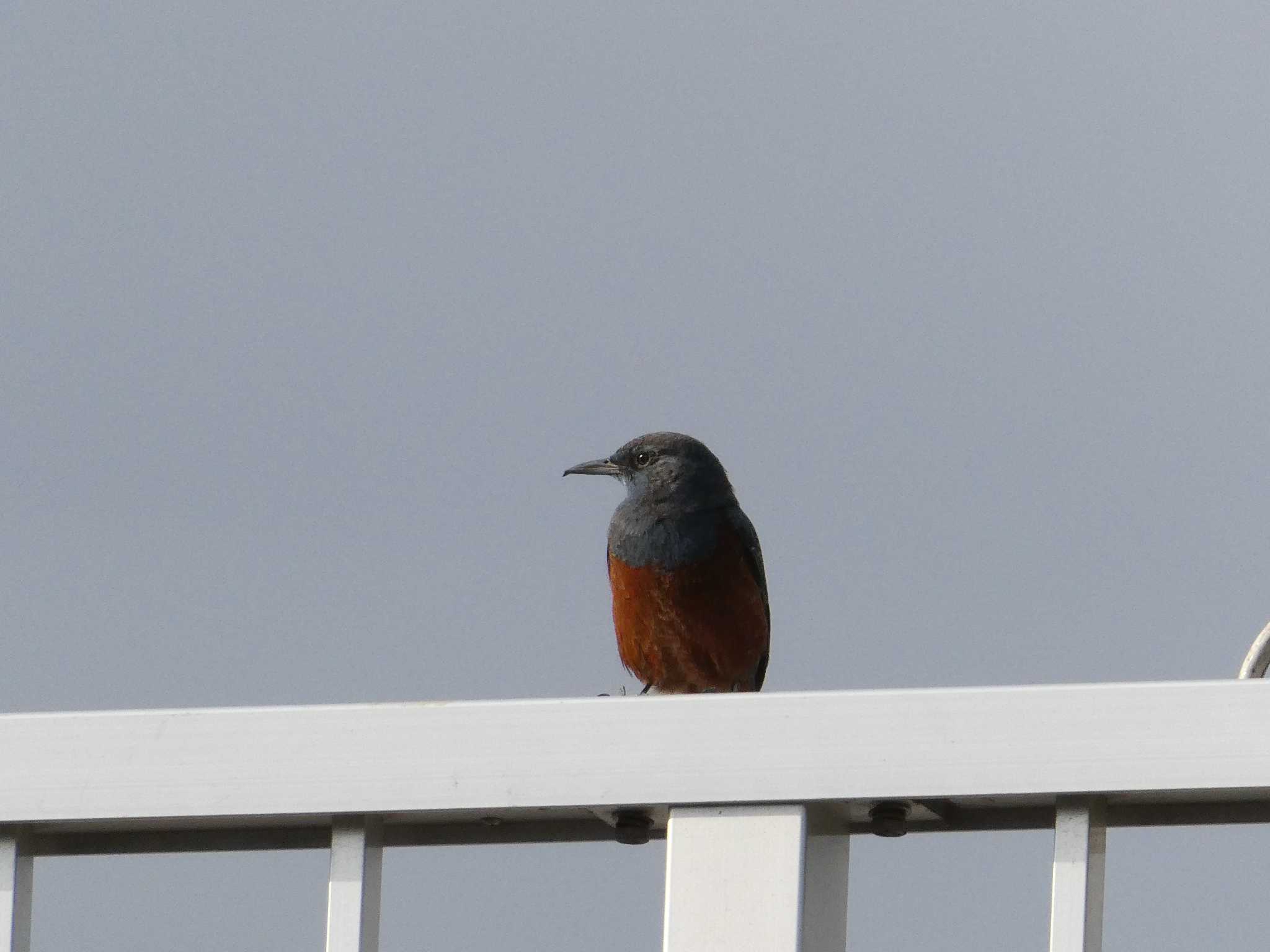 Photo of Blue Rock Thrush at 森ケ崎水再生センター by ネジ