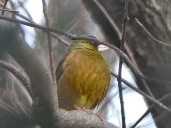 Sun, 3/5/2023 Birding report at 森ケ崎水再生センター