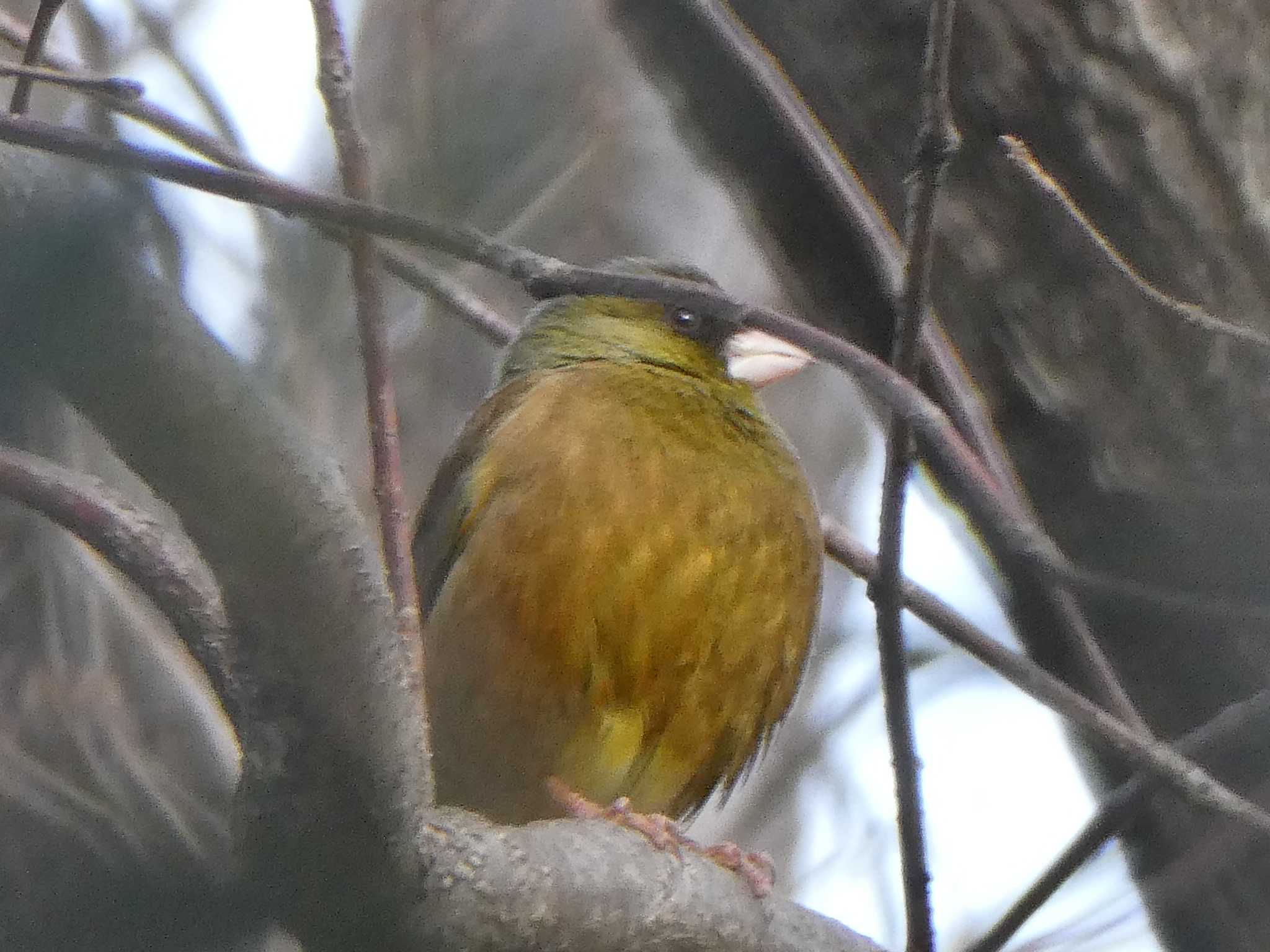 カワラヒワ