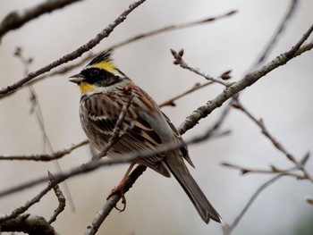 2023年3月5日(日) 多摩森林科学園の野鳥観察記録