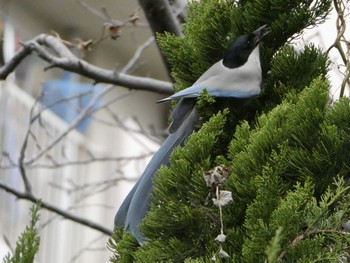 Sun, 3/5/2023 Birding report at 大森ふるさとの浜辺公園