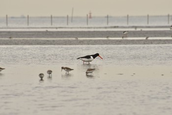 ミヤコドリ ふなばし三番瀬海浜公園 2023年2月24日(金)