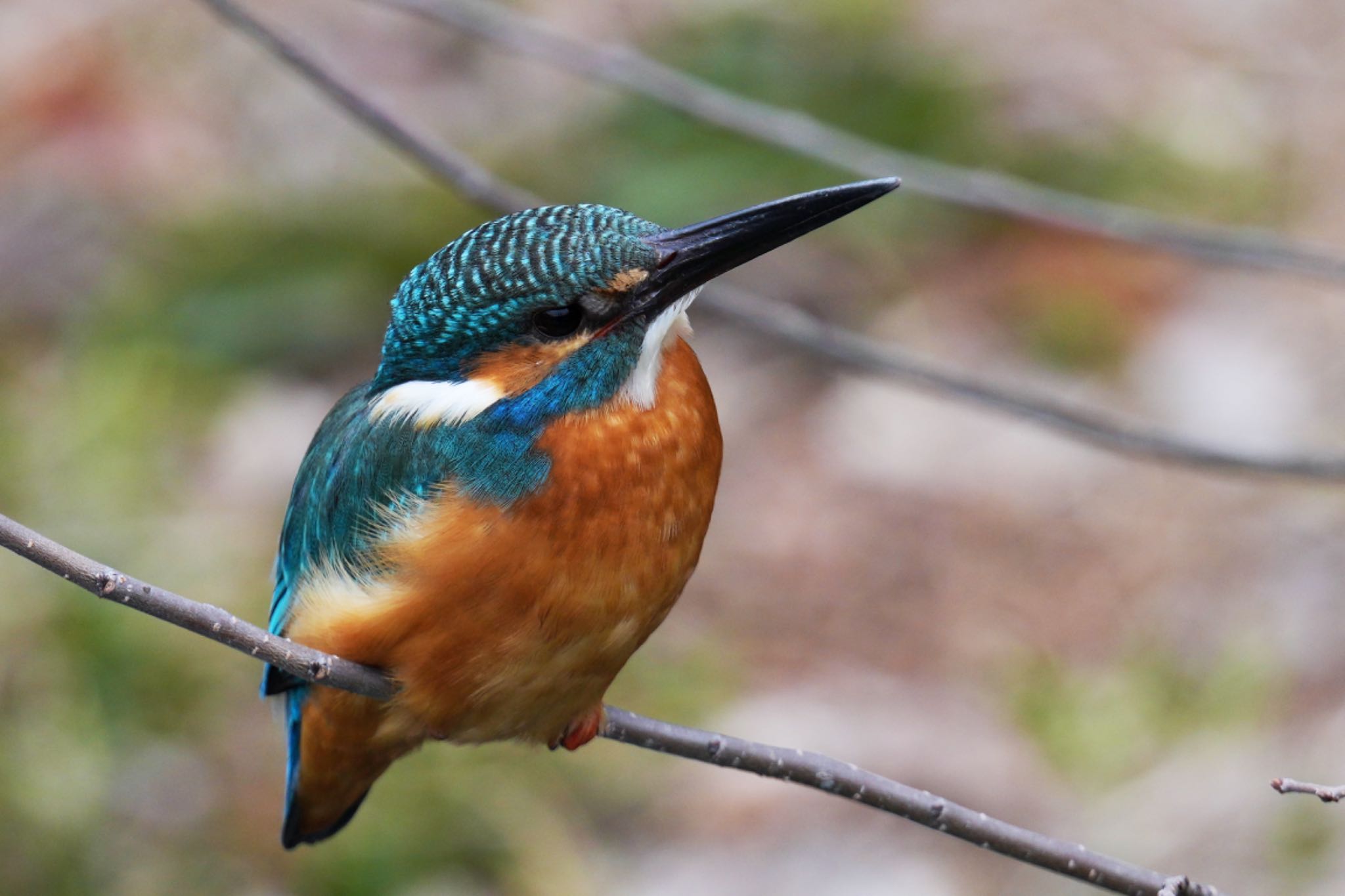 Photo of Common Kingfisher at Mizumoto Park by アポちん