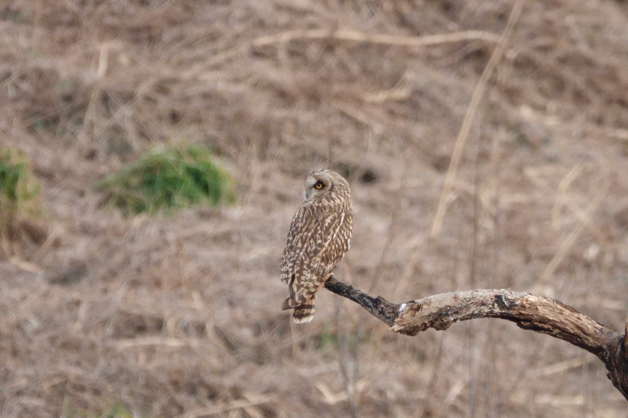 熊谷市 コミミズクの写真 by とみた