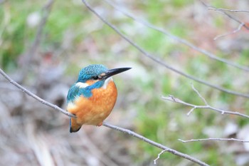 カワセミ 水元公園 2023年2月23日(木)