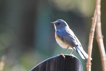 Red-flanked Bluetail Showa Kinen Park Thu, 1/12/2023