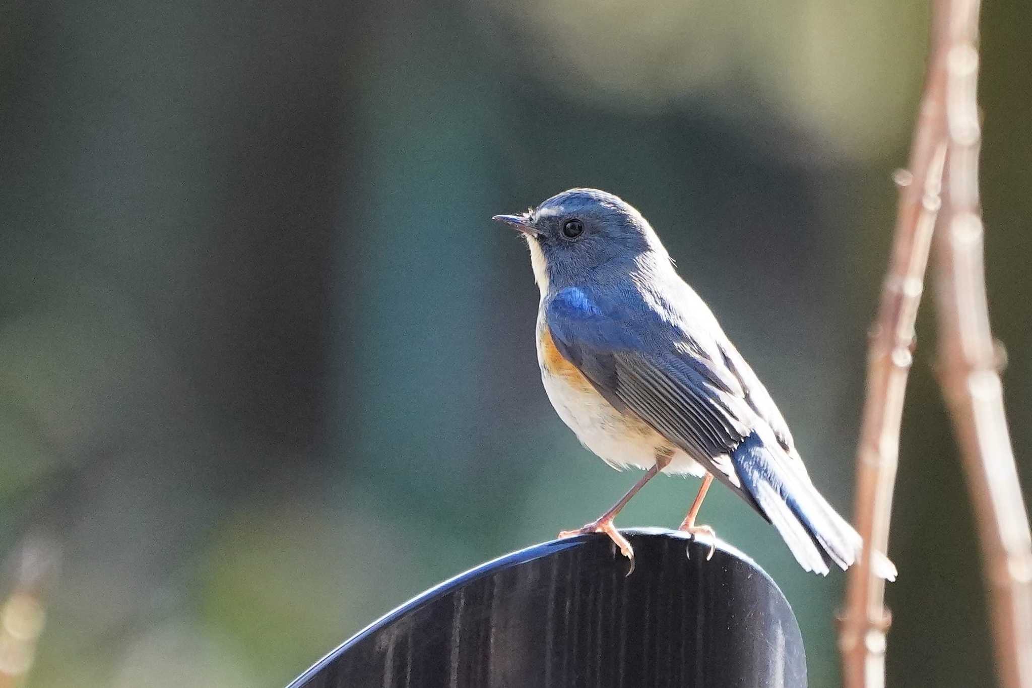 Photo of Red-flanked Bluetail at Showa Kinen Park by アカウント4133