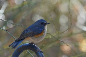 Red-flanked Bluetail Showa Kinen Park Thu, 1/12/2023