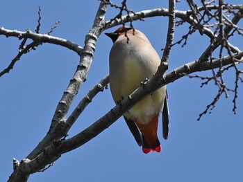 2023年3月5日(日) 江津湖の野鳥観察記録