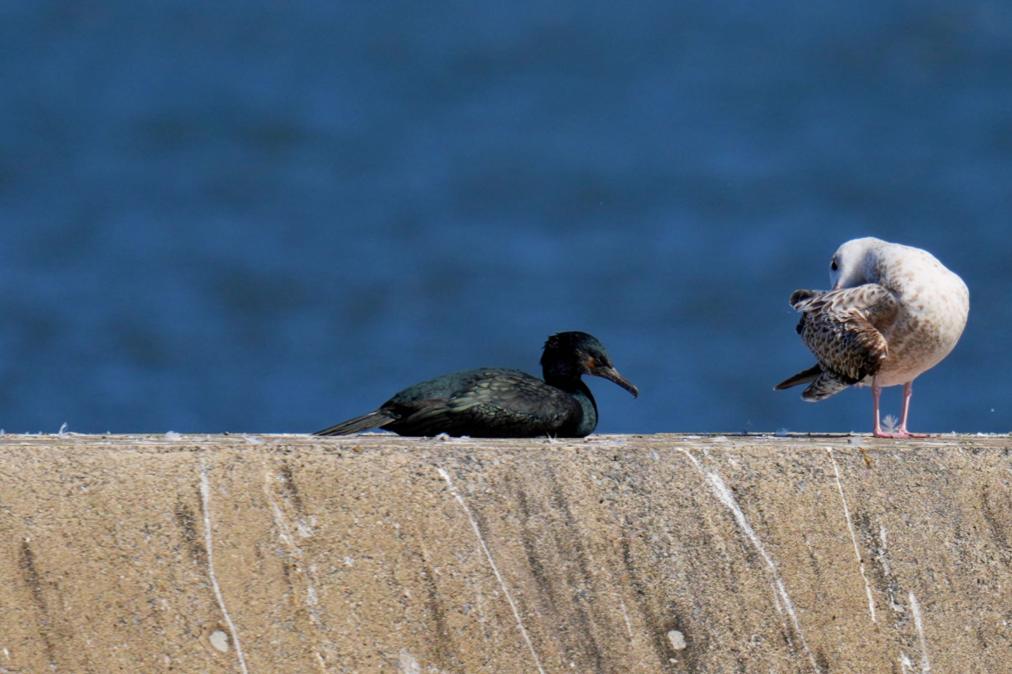 Photo of Pelagic Cormorant at Choshi Fishing Port by アポちん