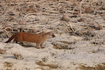 未同定 浅羽ビオトープ 2023年3月5日(日)