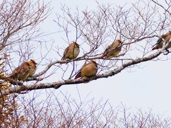 Japanese Waxwing 長池親水公園 Sun, 3/5/2023