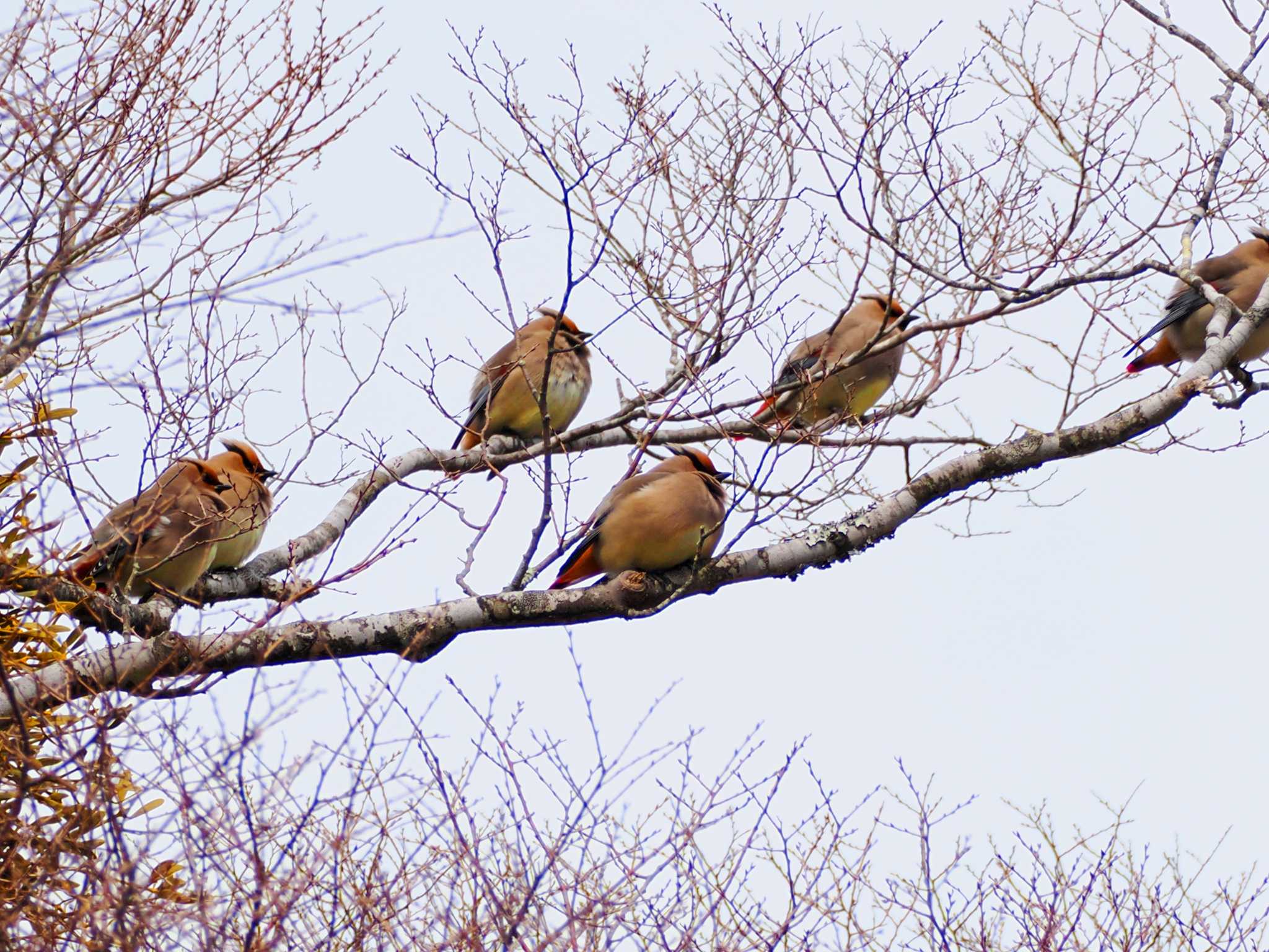 Photo of Japanese Waxwing at 長池親水公園 by ぴろり