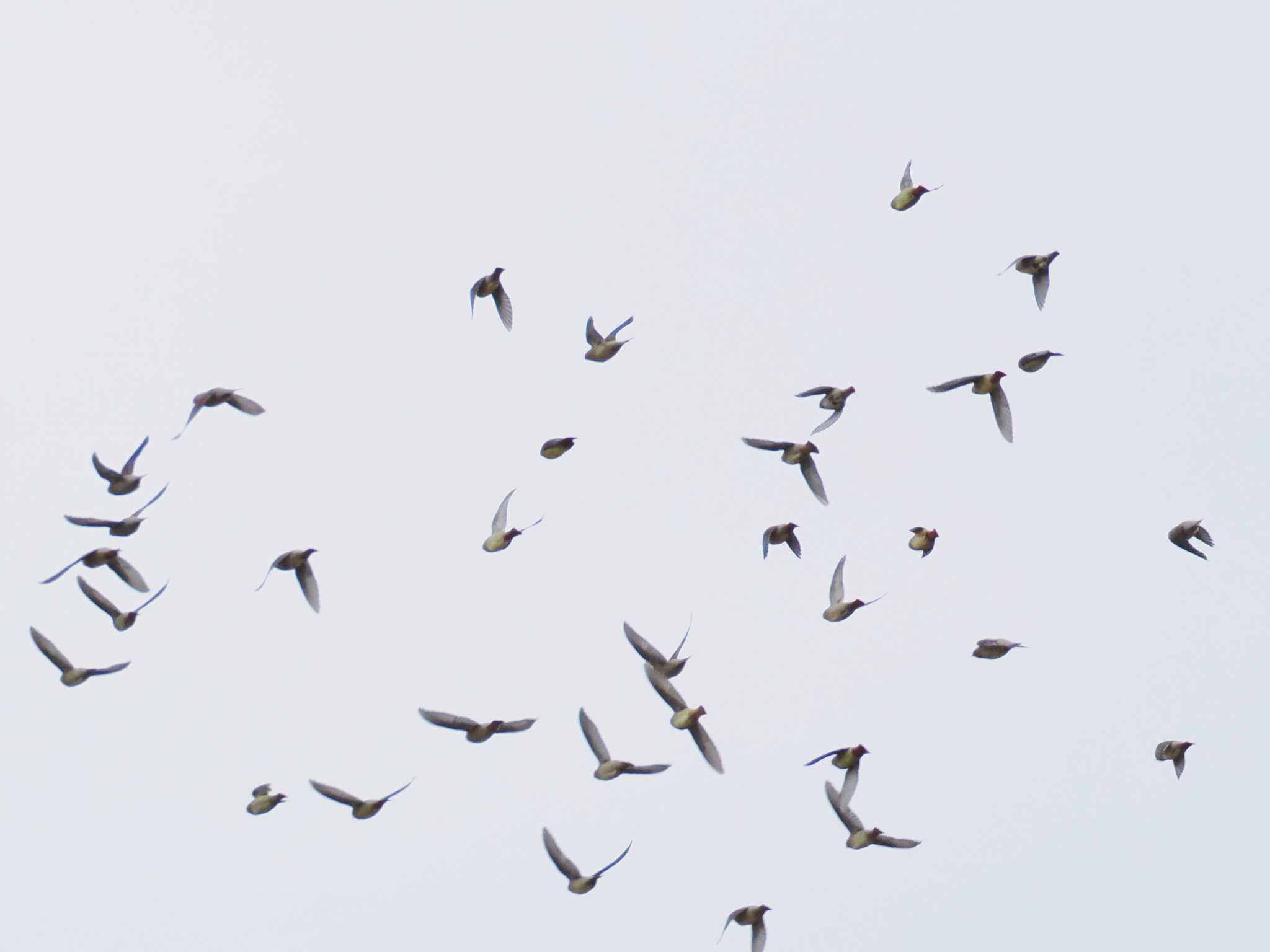 Photo of Japanese Waxwing at 長池親水公園 by ぴろり