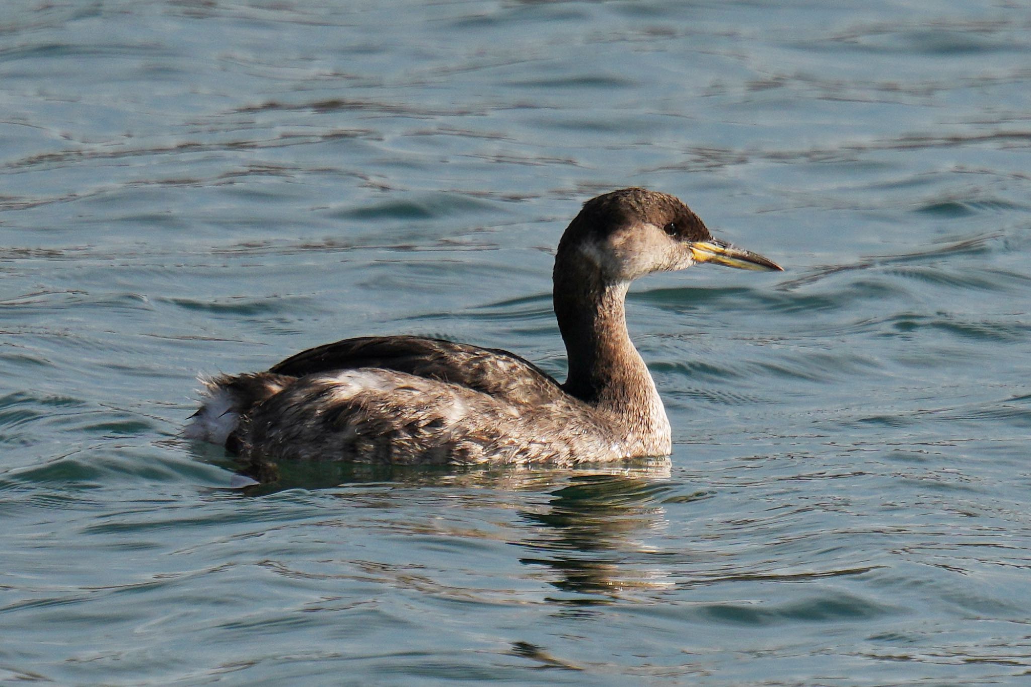 Photo of Red-necked Grebe at 波崎漁港 by アポちん