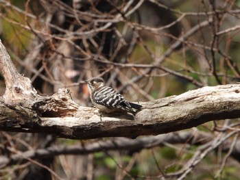 Sun, 3/5/2023 Birding report at Hattori Ryokuchi Park