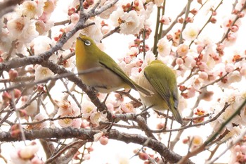 Warbling White-eye 湯河原梅林 Sun, 3/5/2023