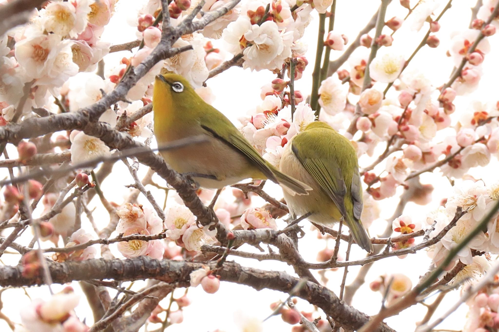 梅ジロー✨🌸🐦 by ぐっちゃん