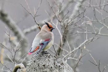 Japanese Waxwing 富岡総合公園(横浜市) Sun, 3/5/2023