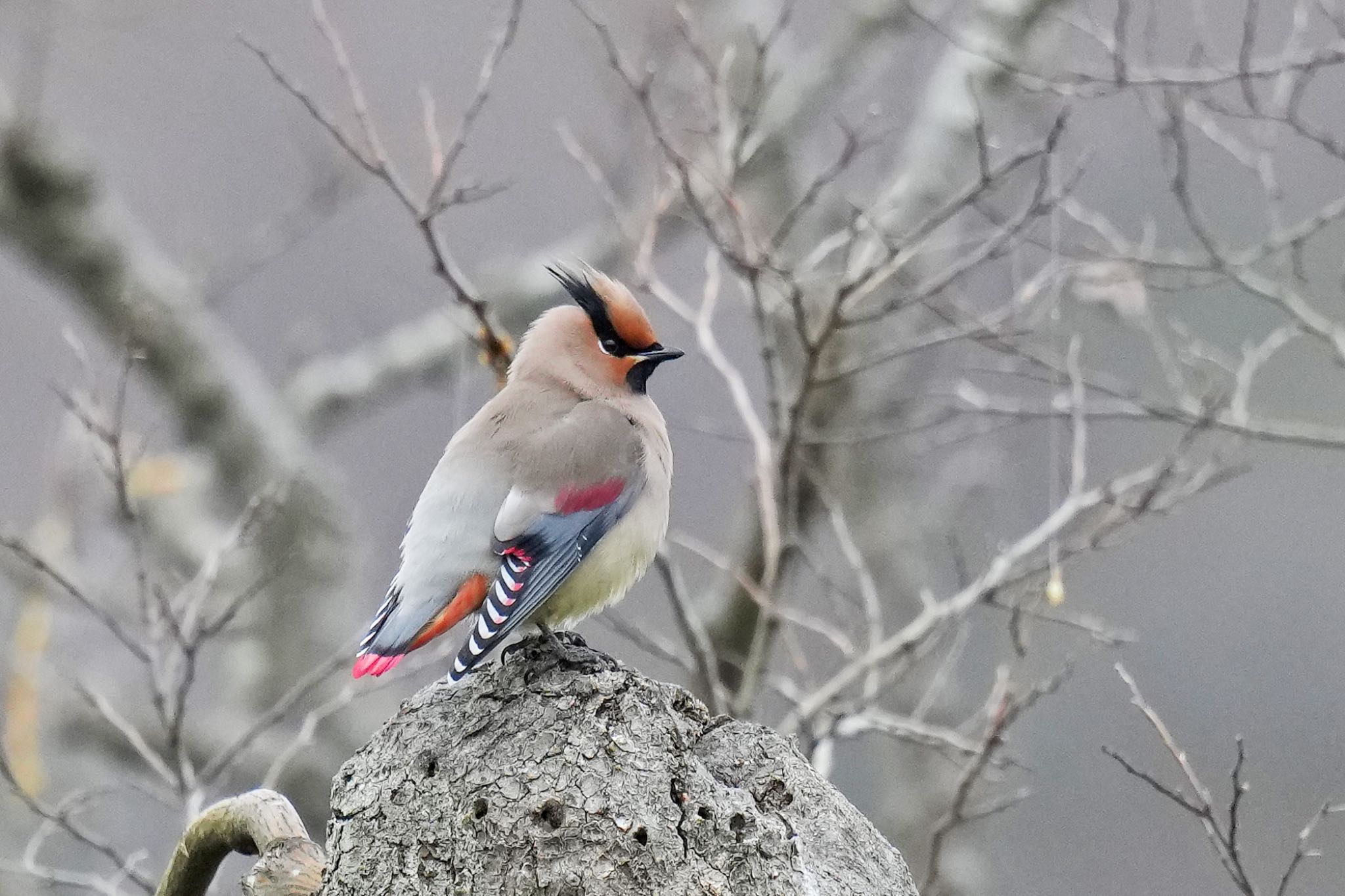 Photo of Japanese Waxwing at 富岡総合公園(横浜市) by アポちん