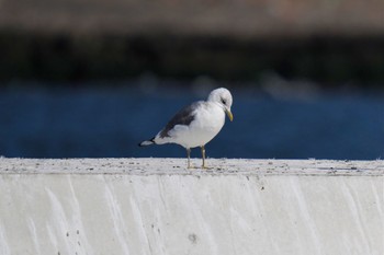 Common Gull Choshi Fishing Port Sat, 3/4/2023