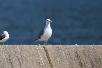 ワシカモメ 銚子漁港 2023年3月4日(土)