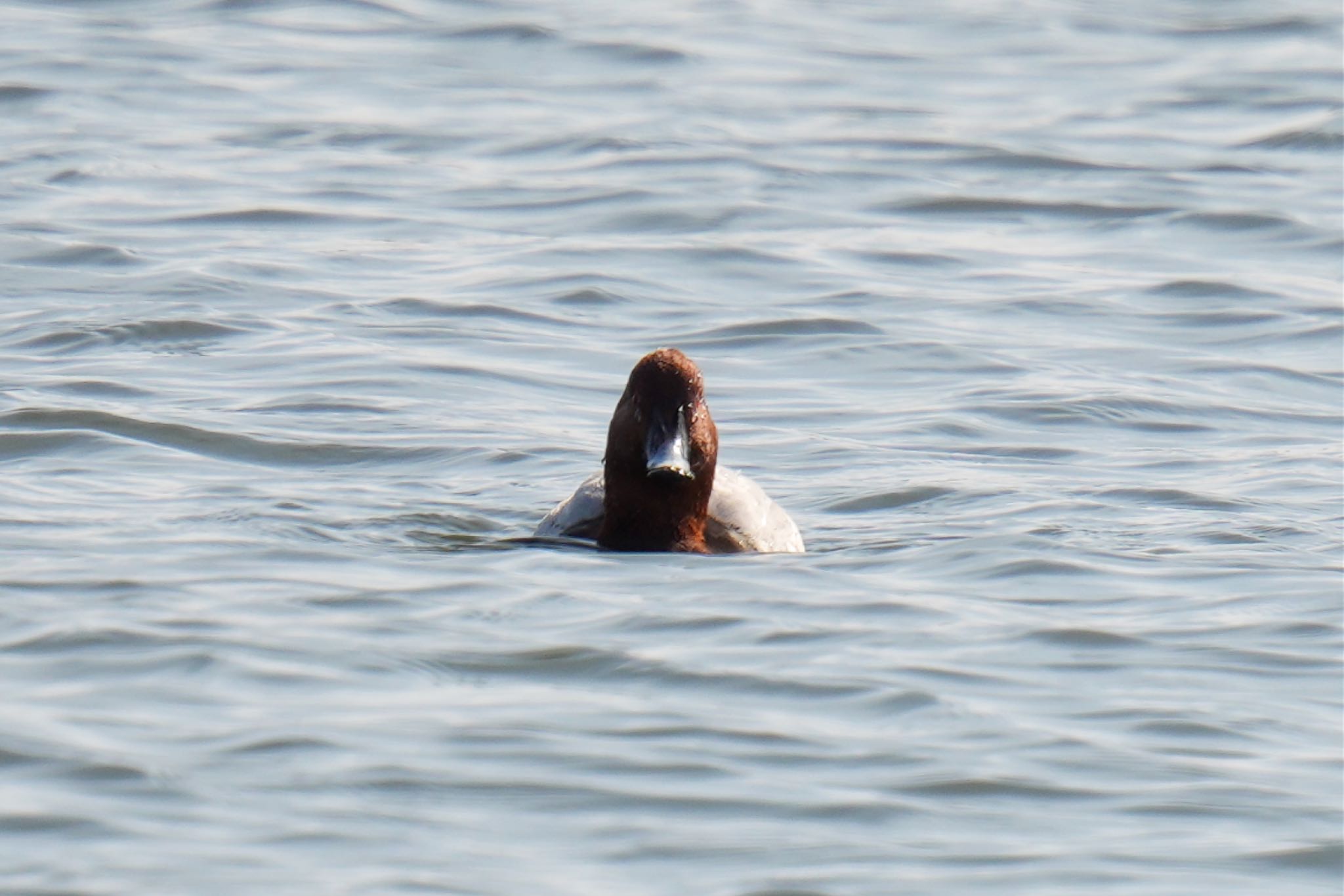 Photo of Canvasback at 波崎漁港 by アポちん